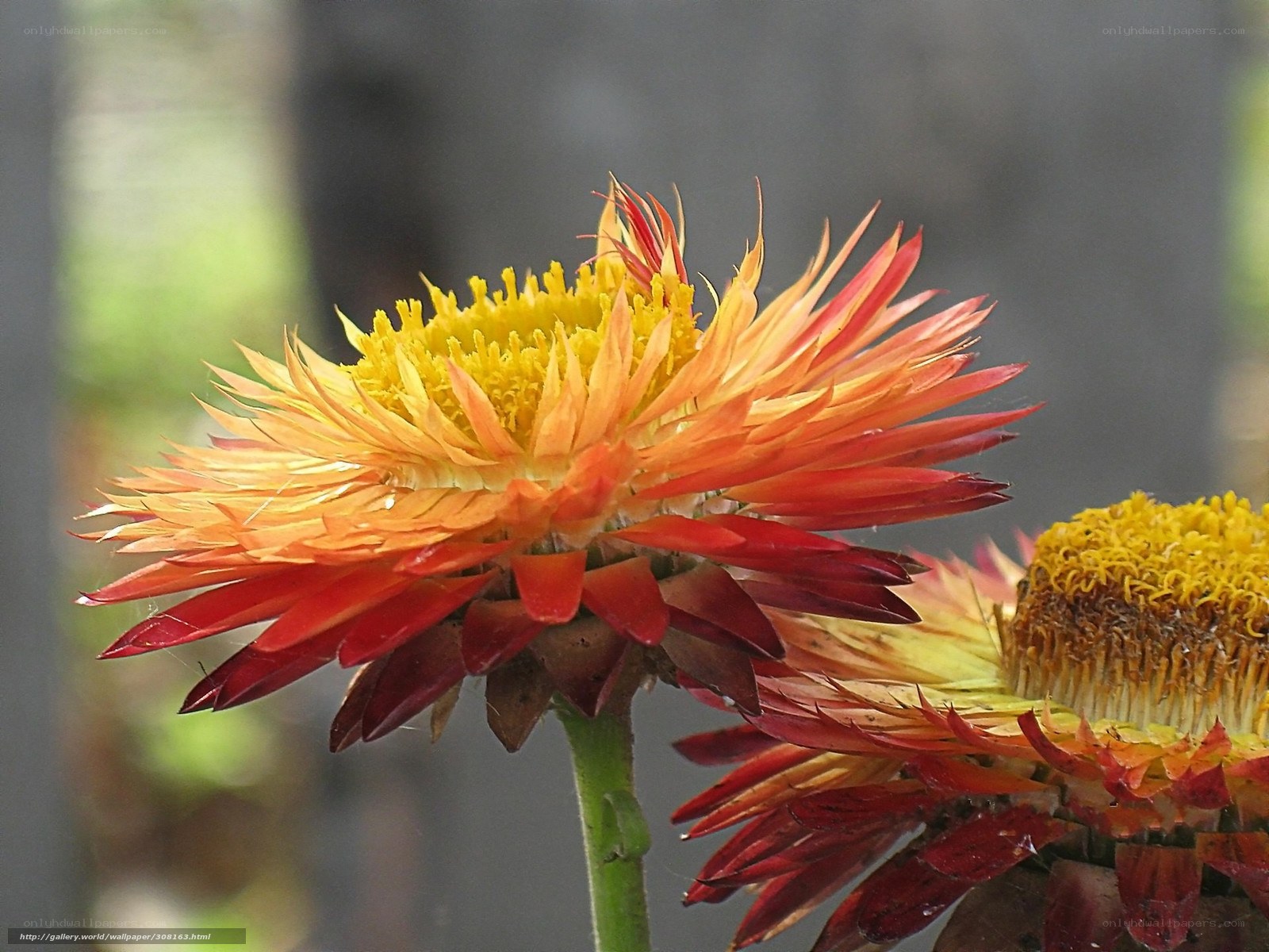 Vibrant orange flower in bloom