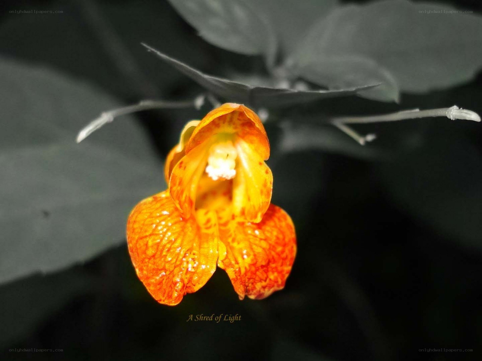 Vibrant orange flower in focus