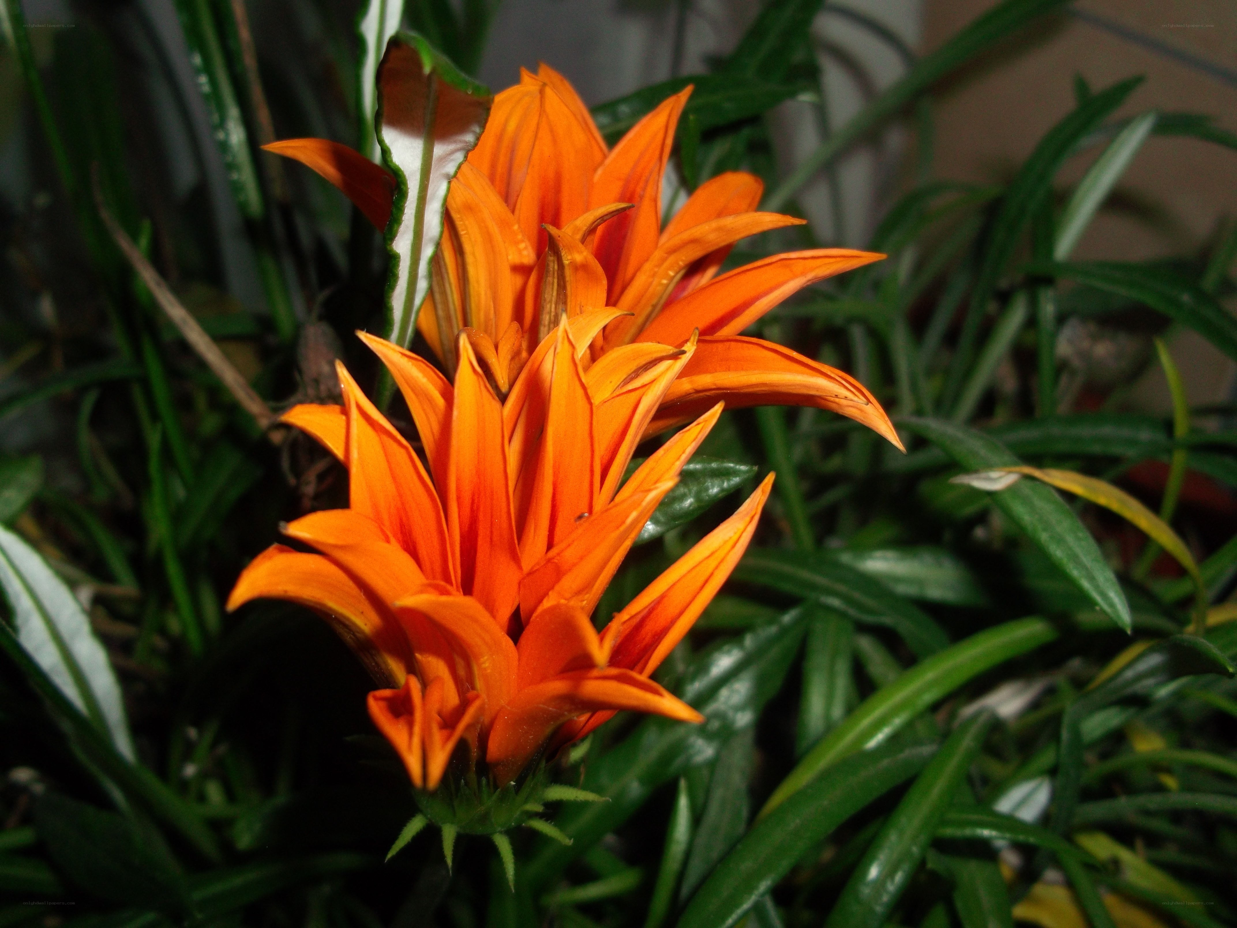 Vibrant orange flower in foliage