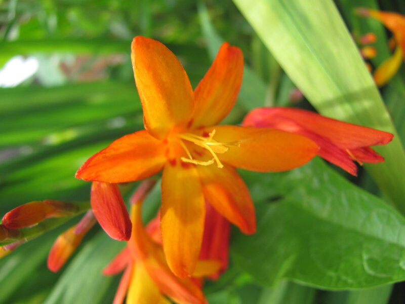 vibrant orange flower in garden