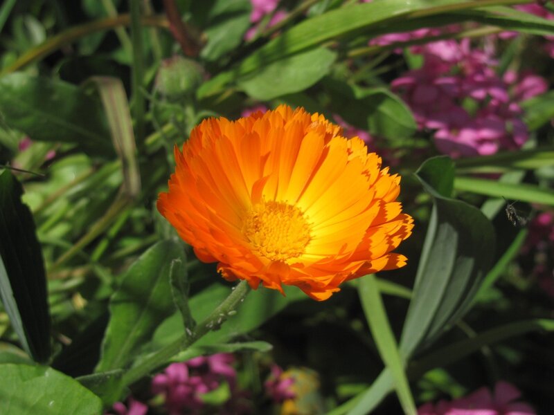 Vibrant orange flower in garden