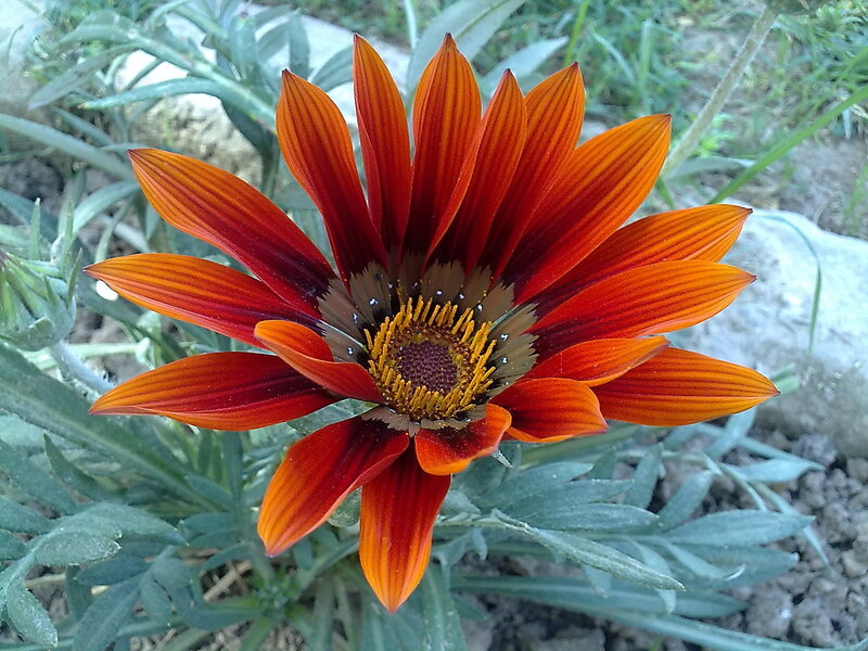 vibrant orange flower in garden
