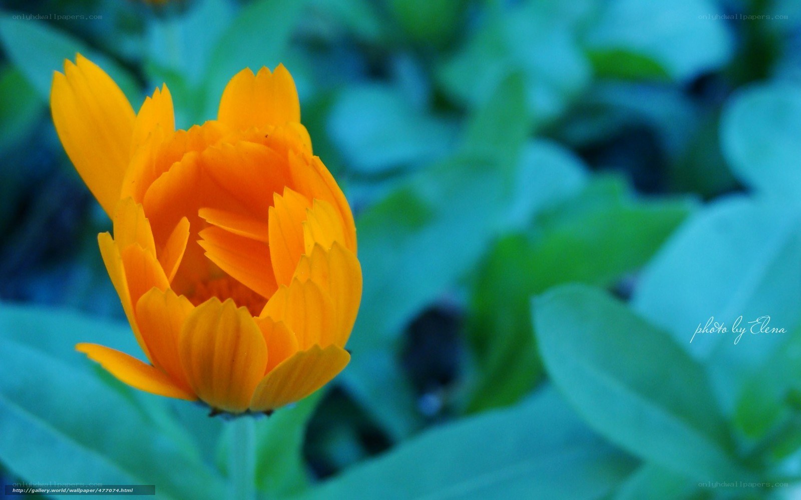 vibrant orange flower in garden