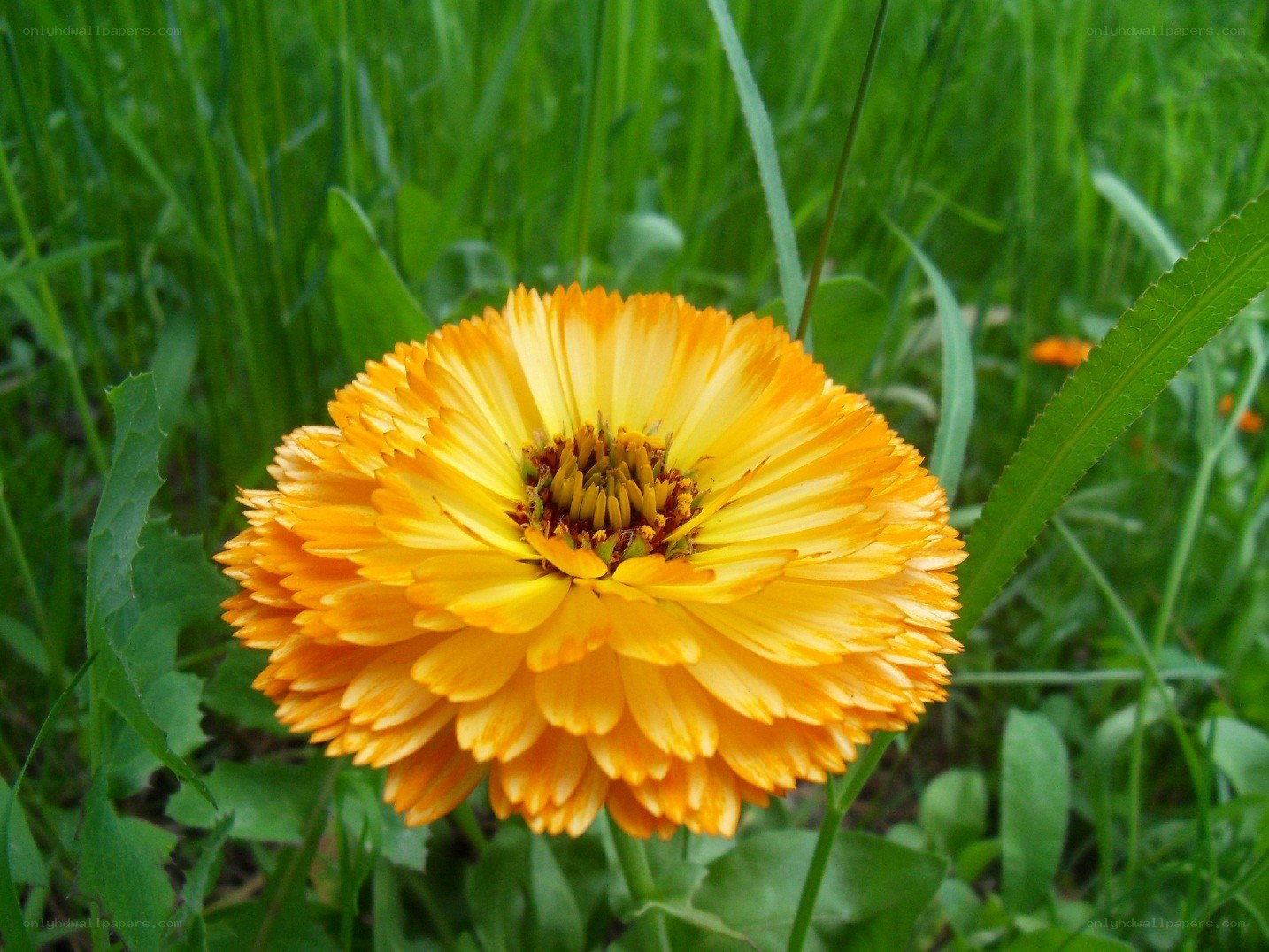vibrant orange flower in grass