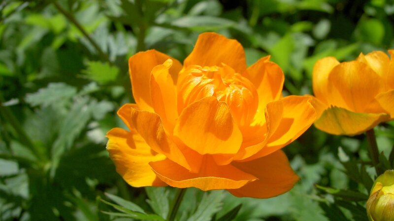 Vibrant orange flower in sunlight