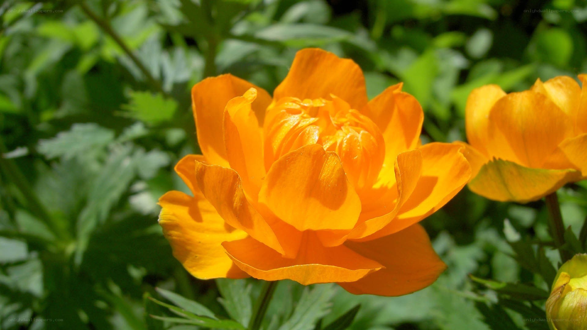 Vibrant orange flower in sunlight