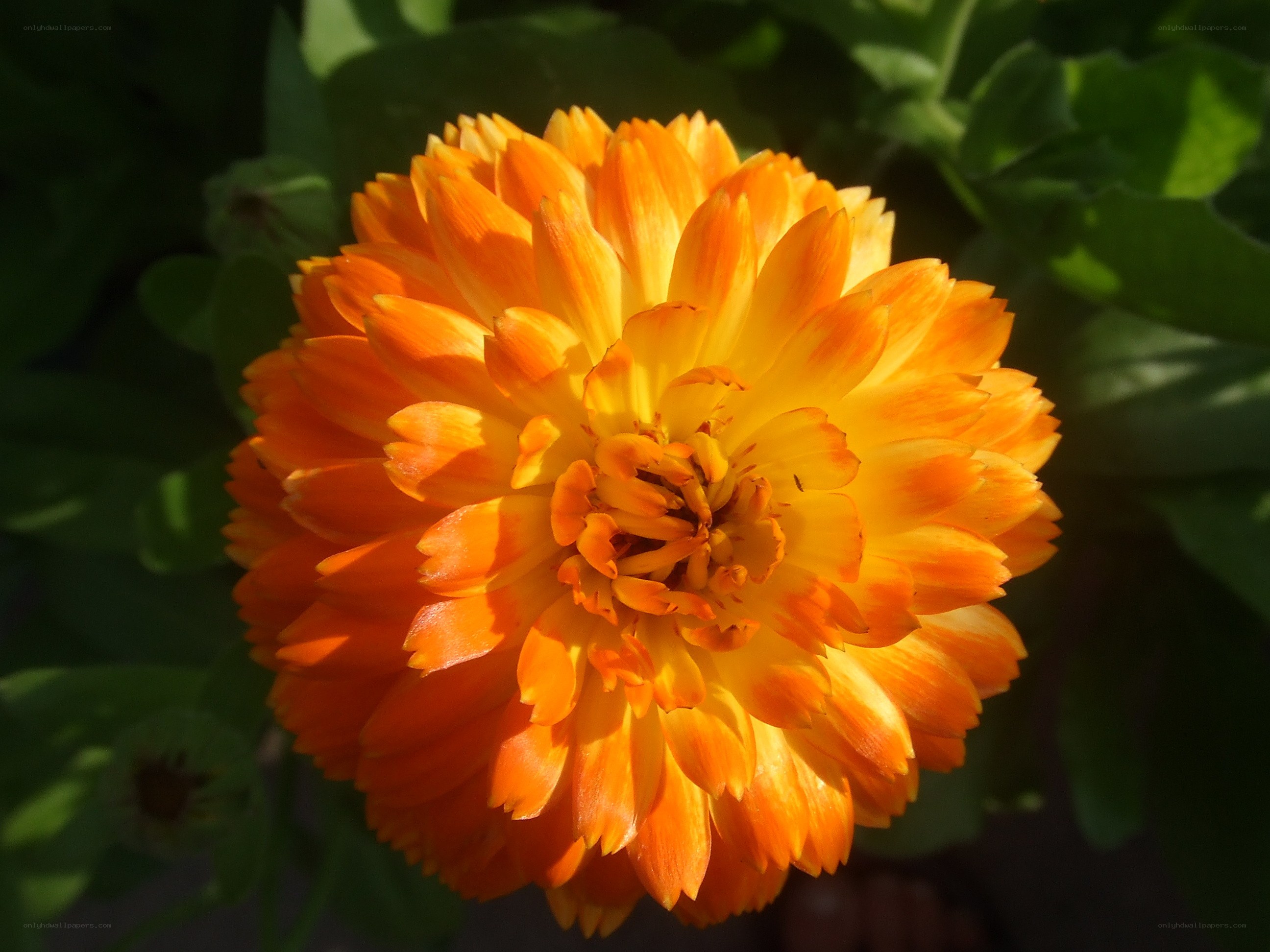 vibrant orange flower in sunlight