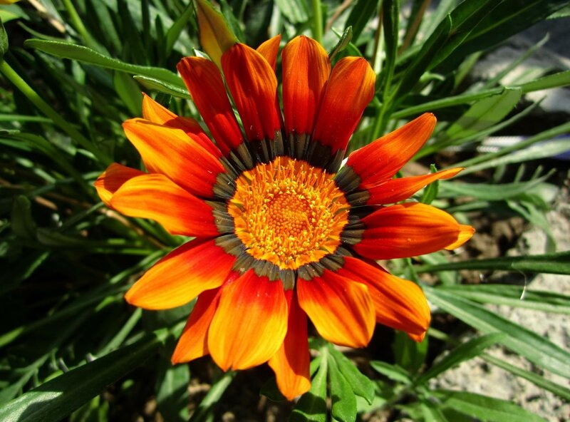 vibrant orange flower in sunlight