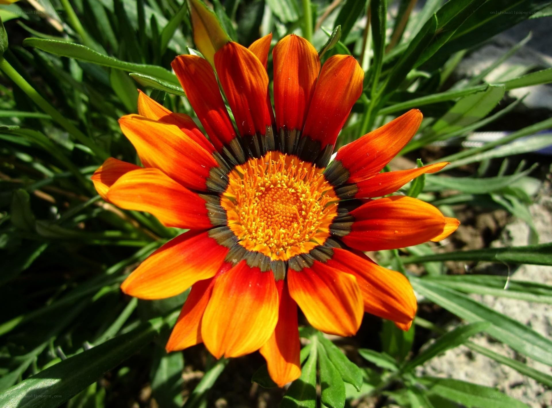vibrant orange flower in sunlight