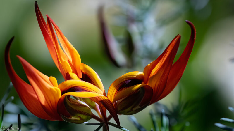 Vibrant Orange Flower — Natural