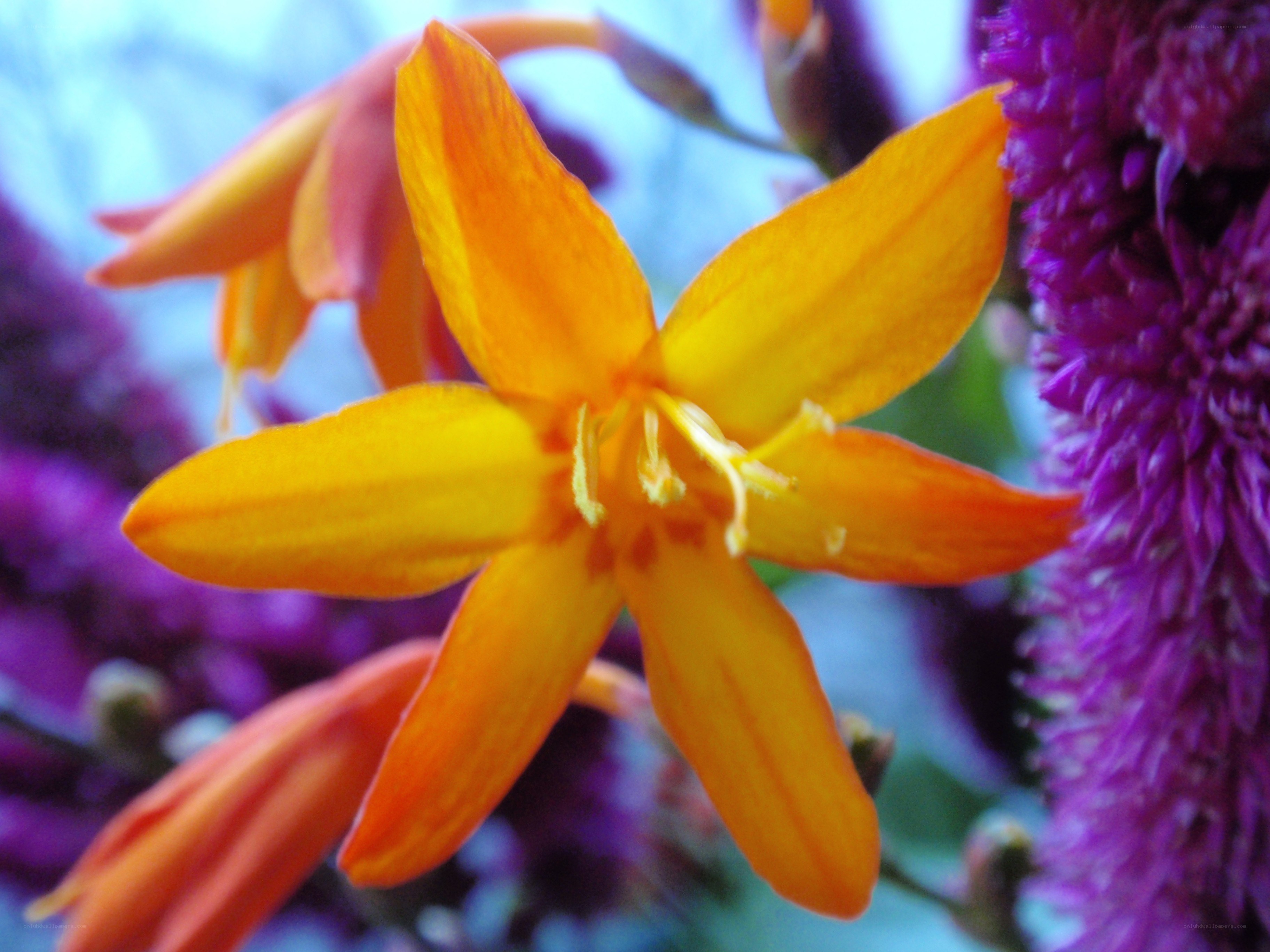 Vibrant orange flower with purple background