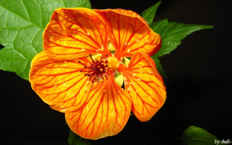 Vibrant orange flower with red veins