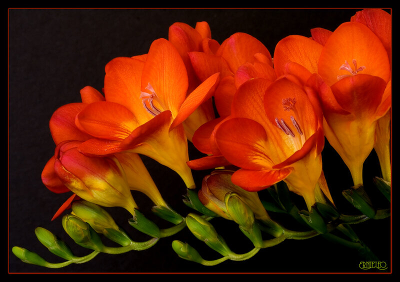 vibrant orange flowers