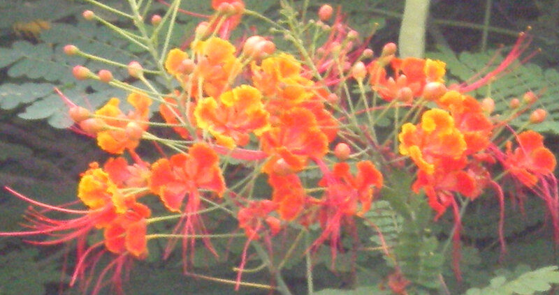 vibrant orange flowers