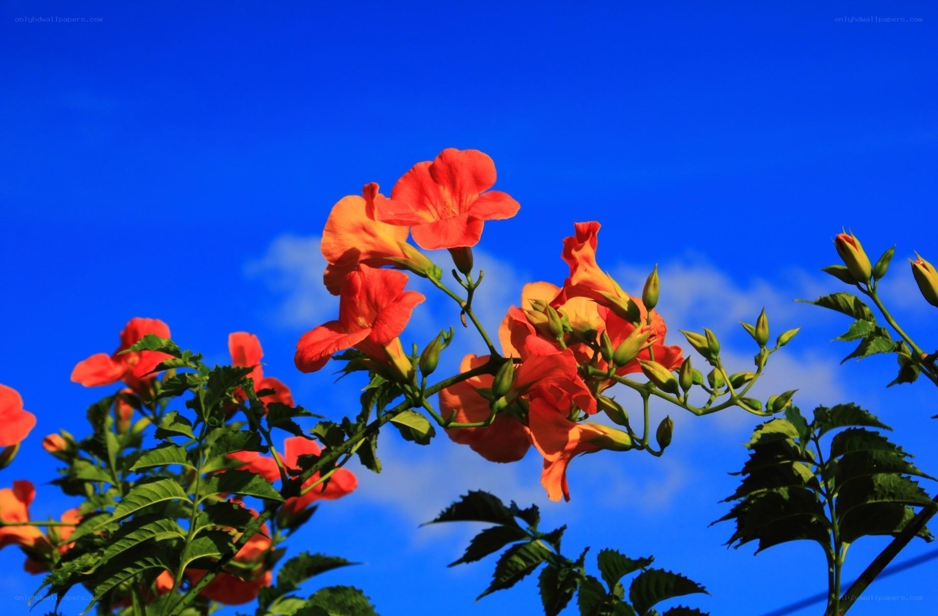 Vibrant orange flowers against blue sky