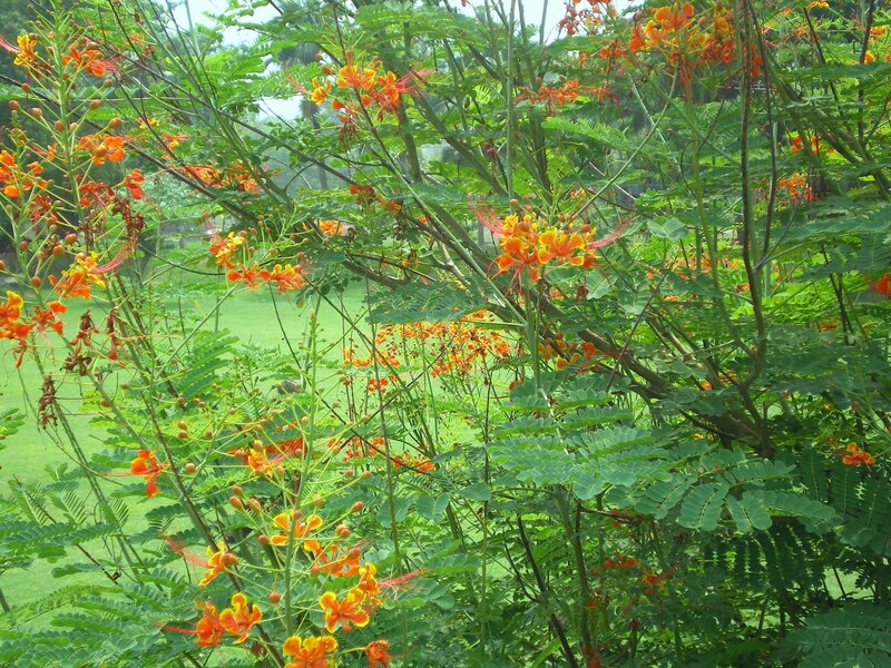 Vibrant orange flowers in a garden
