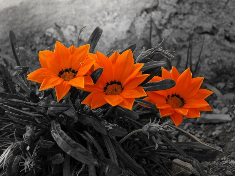 vibrant orange flowers in black and white