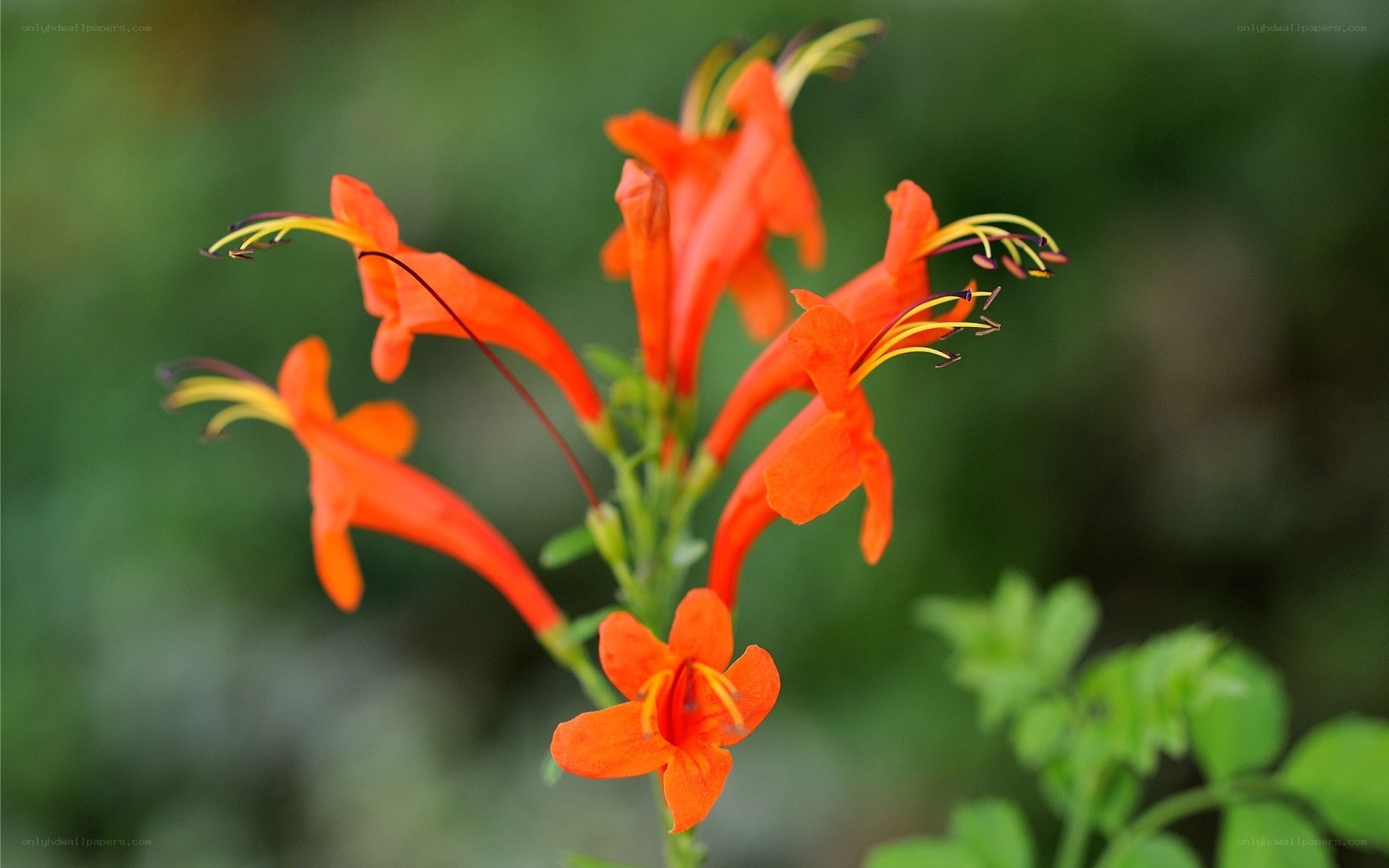 vibrant orange flowers in bloom