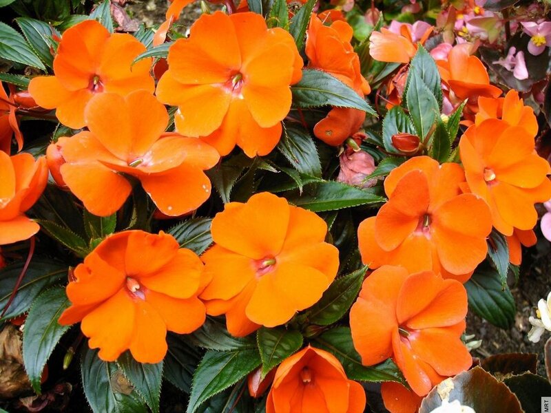 vibrant orange flowers in bloom