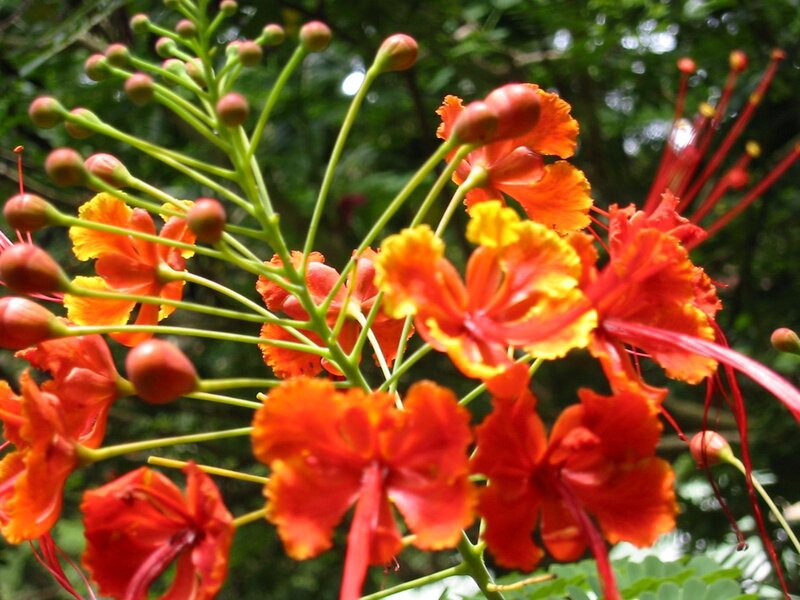 vibrant orange flowers in bloom