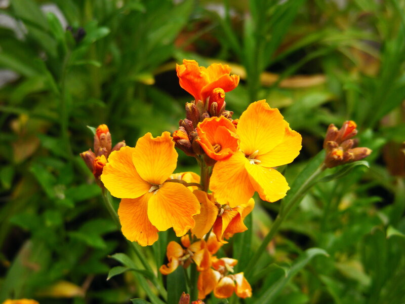 vibrant orange flowers in bloom