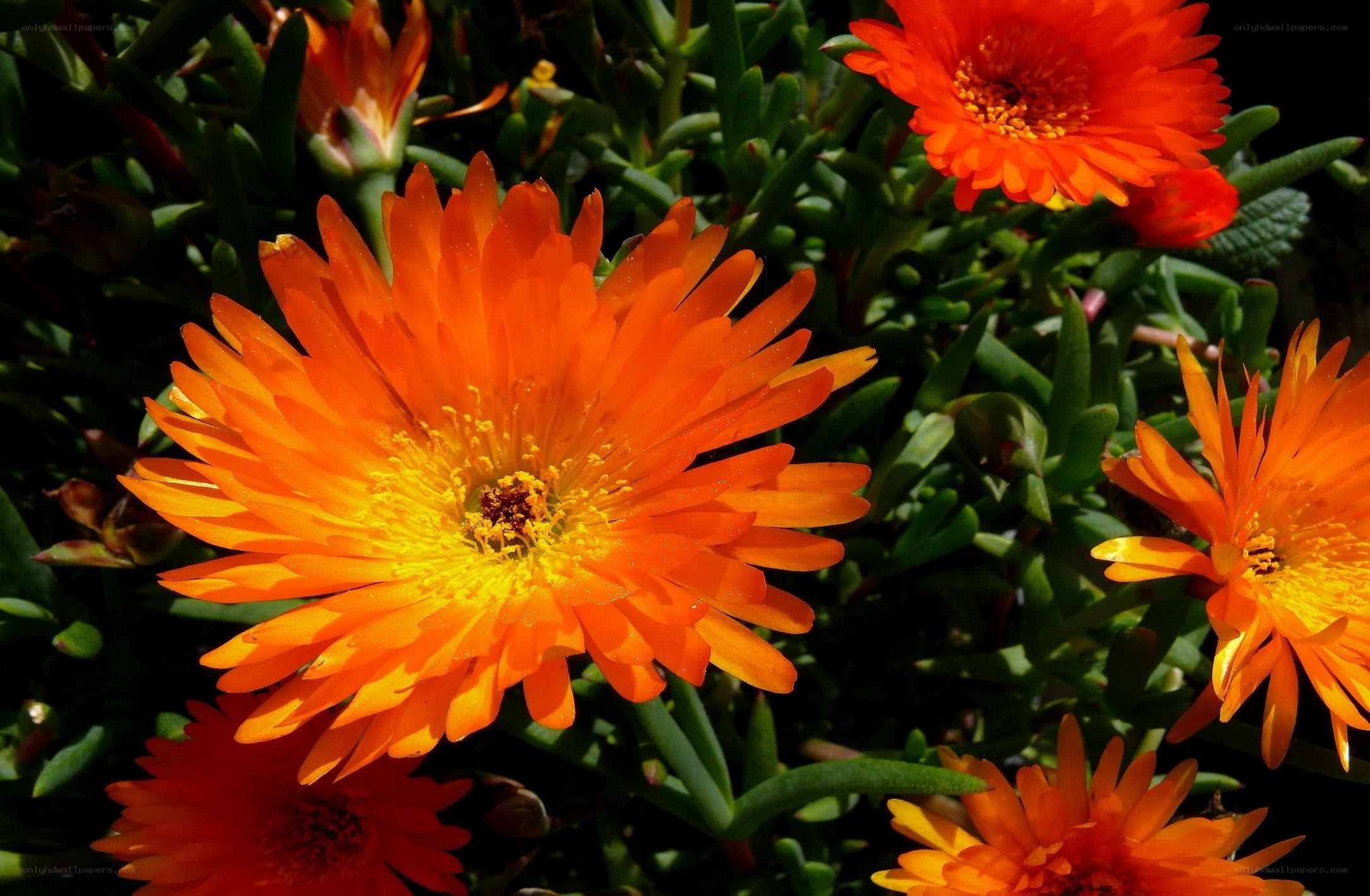 Vibrant orange flowers in bloom