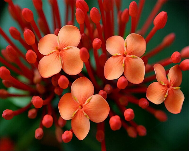 vibrant orange flowers in bloom