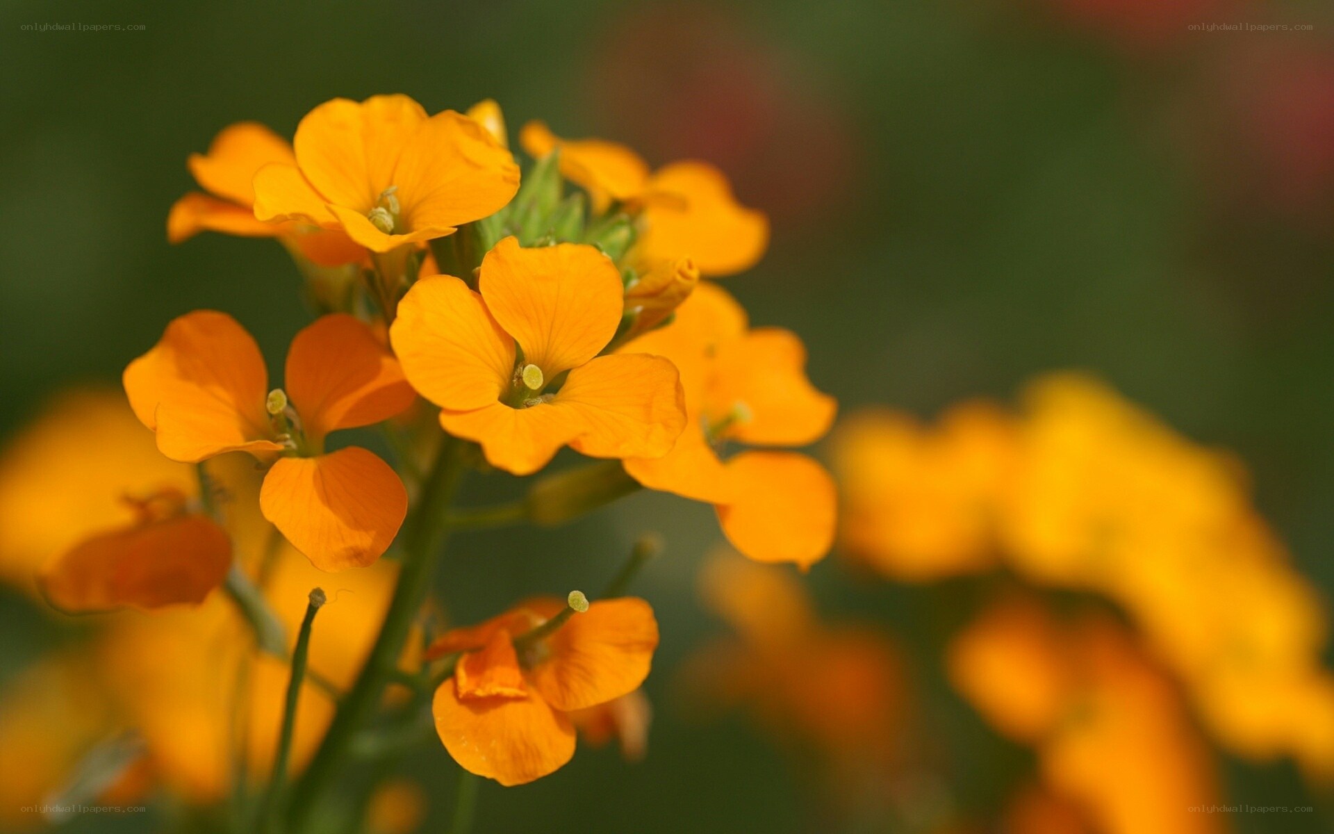 Vibrant orange flowers in bloom