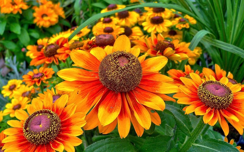 vibrant orange flowers in garden