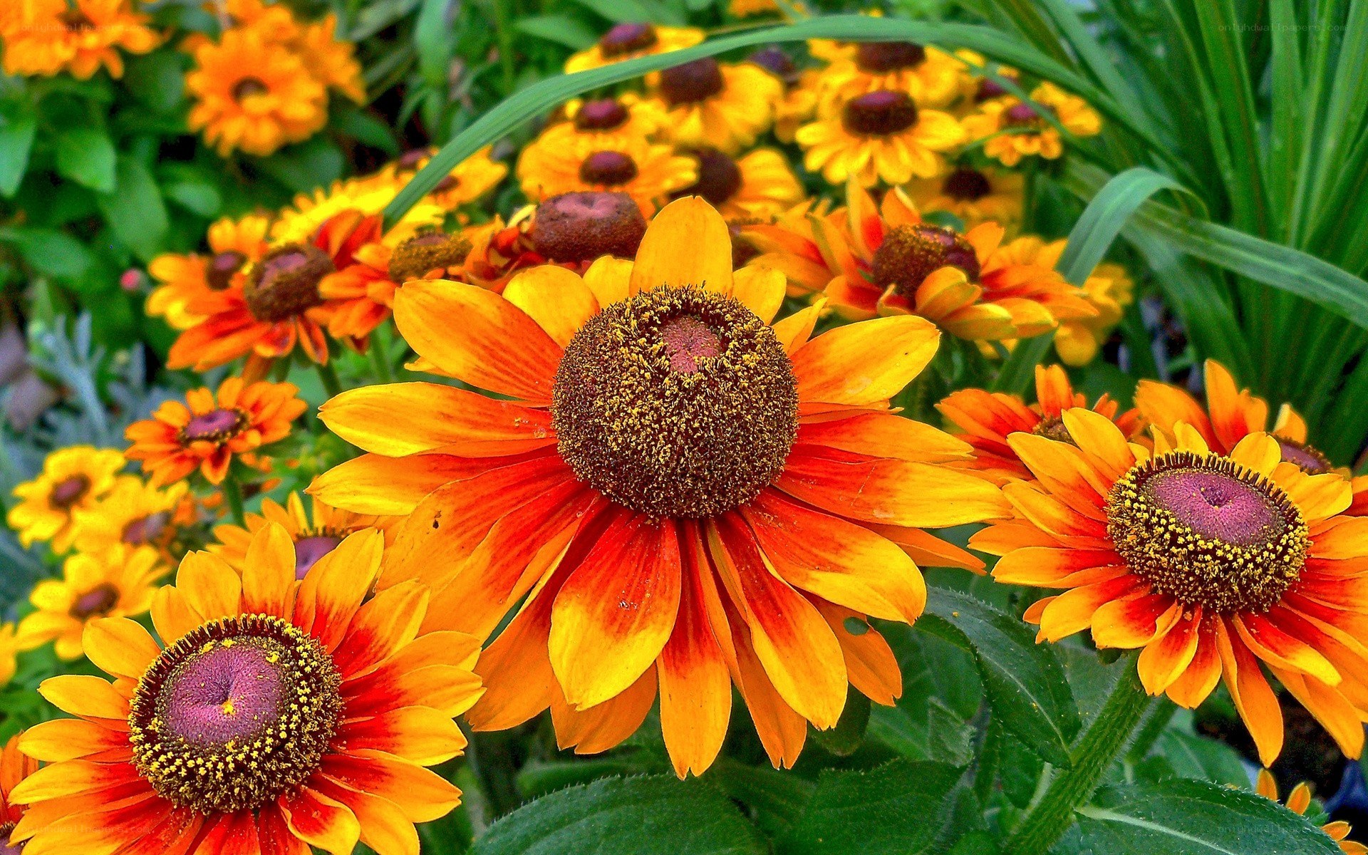 vibrant orange flowers in garden