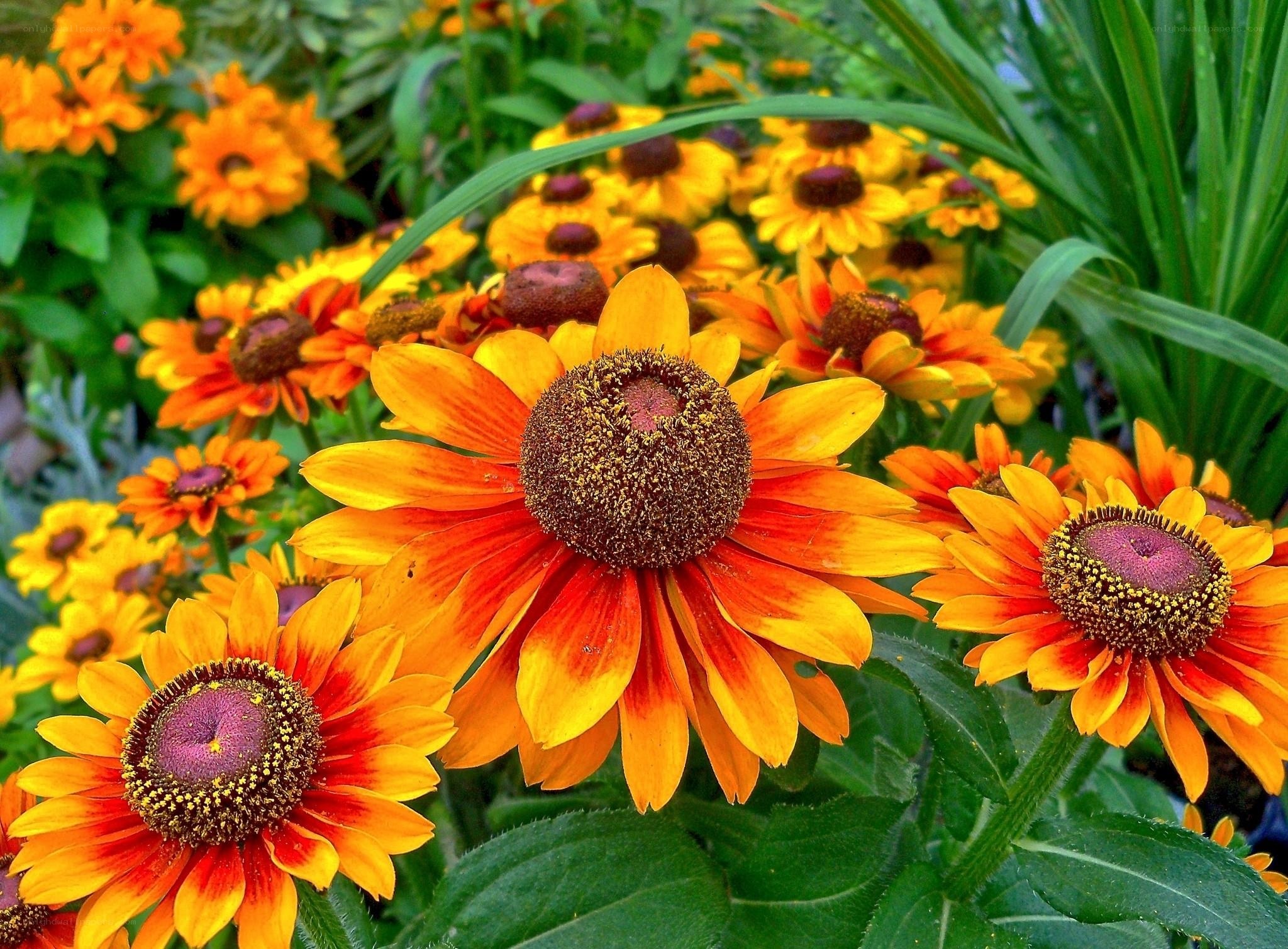 Vibrant orange flowers in garden