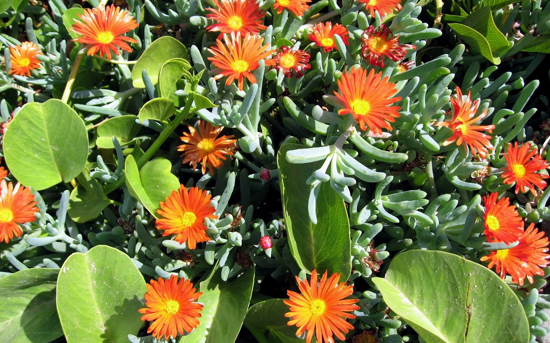 Vibrant orange flowers in green foliage