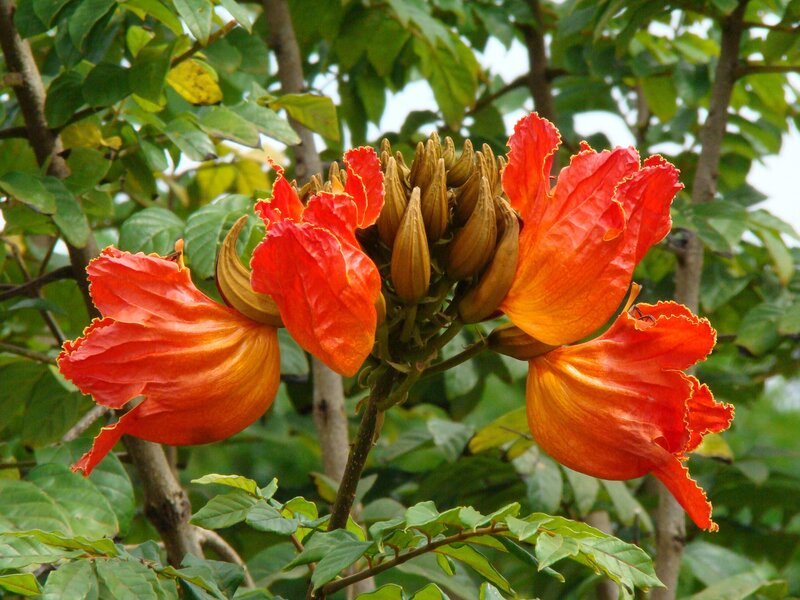 vibrant orange flowers on a tree