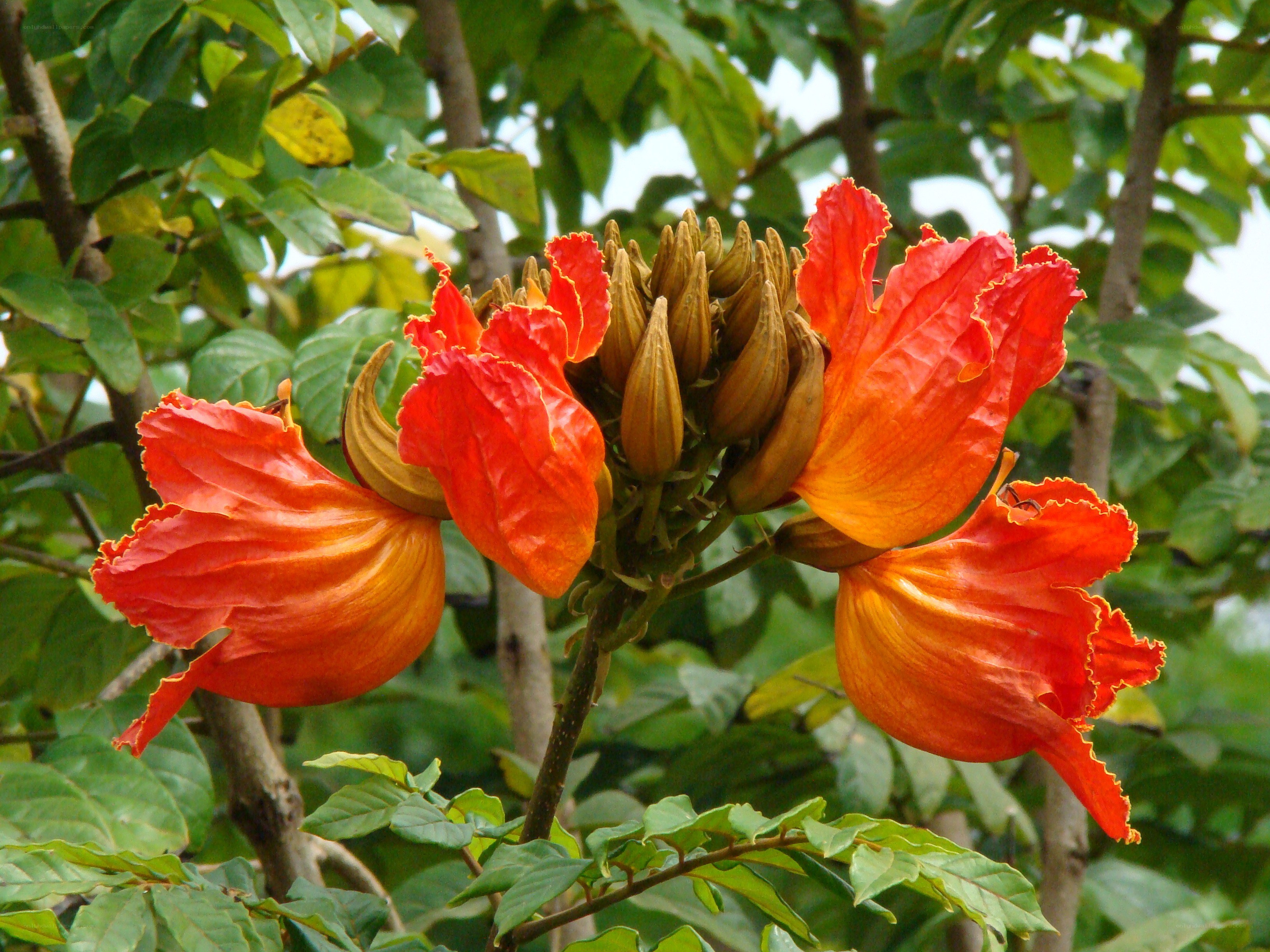 vibrant orange flowers on a tree