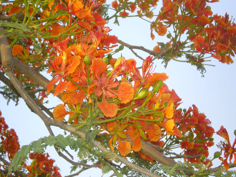 Vibrant orange flowers on a tree