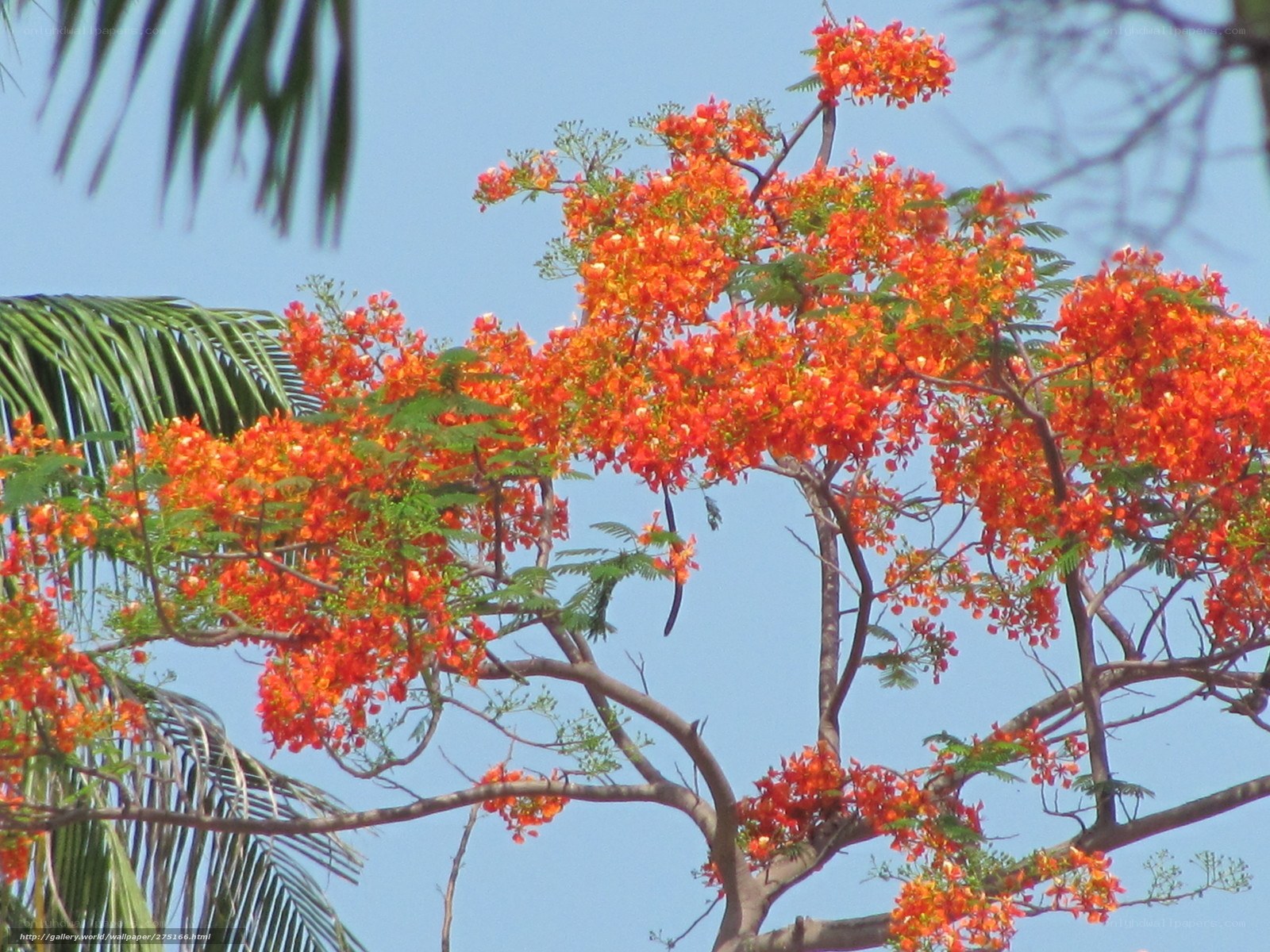 Vibrant orange flowers on a tree