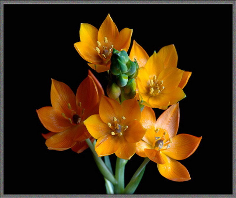 vibrant orange flowers on black