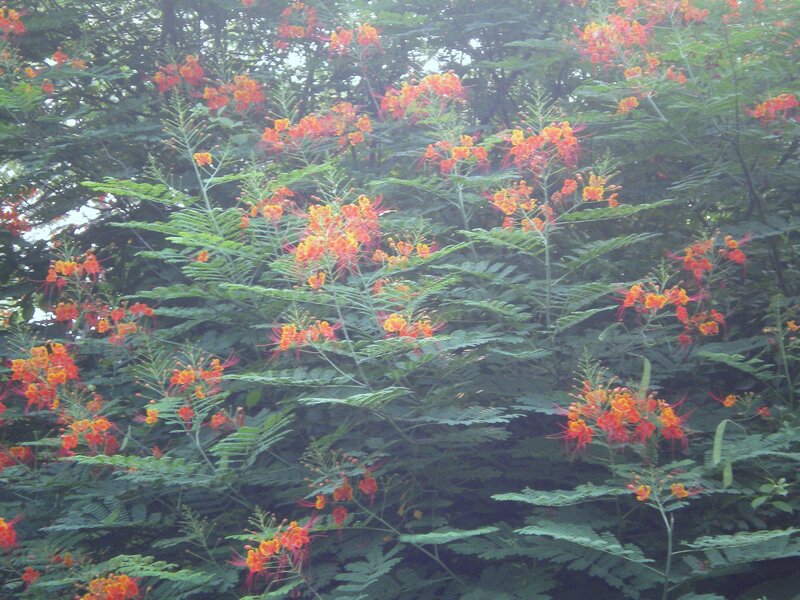 Vibrant orange flowers on green foliage