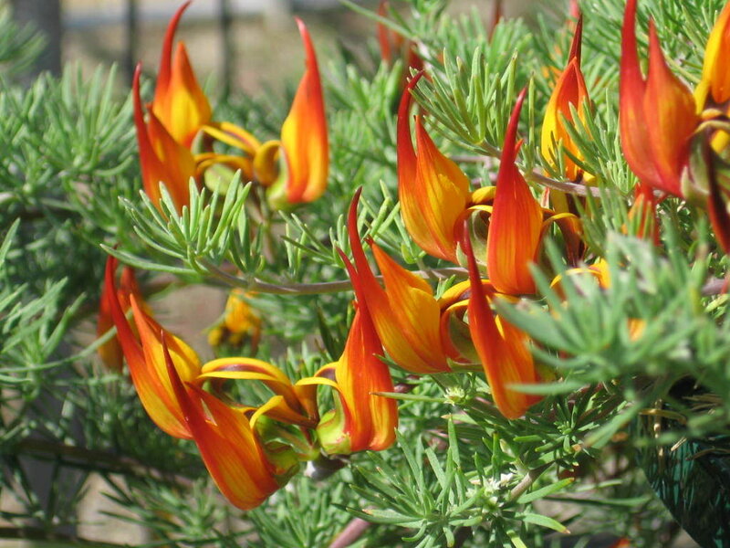 vibrant orange flowers with green foliage