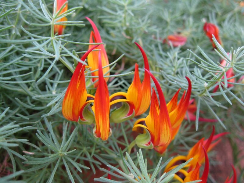 vibrant orange flowers with green foliage