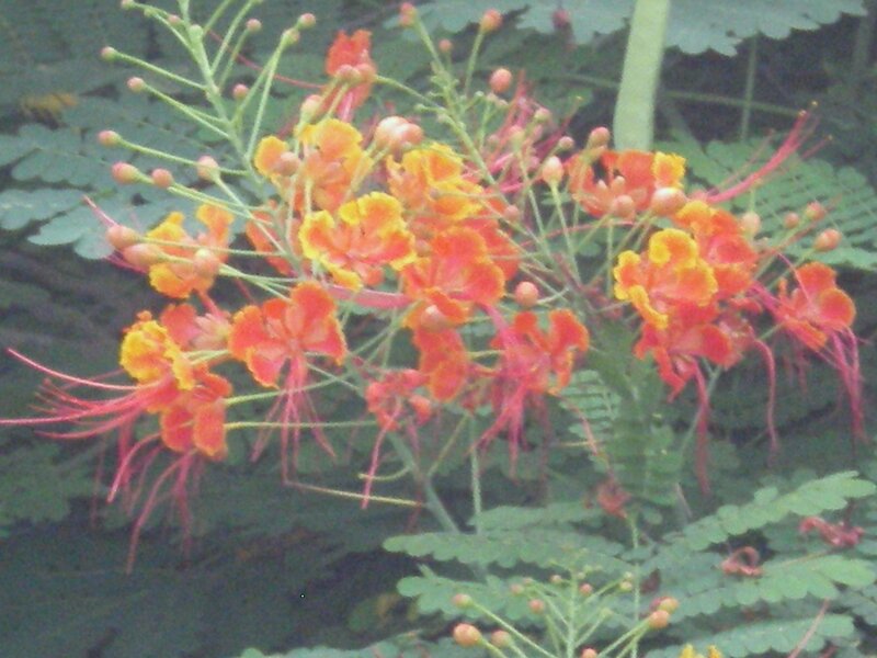 Vibrant orange flowers with green leaves