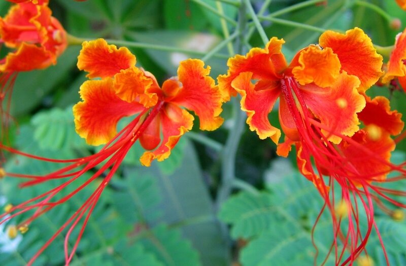 Vibrant orange flowers with red stamens