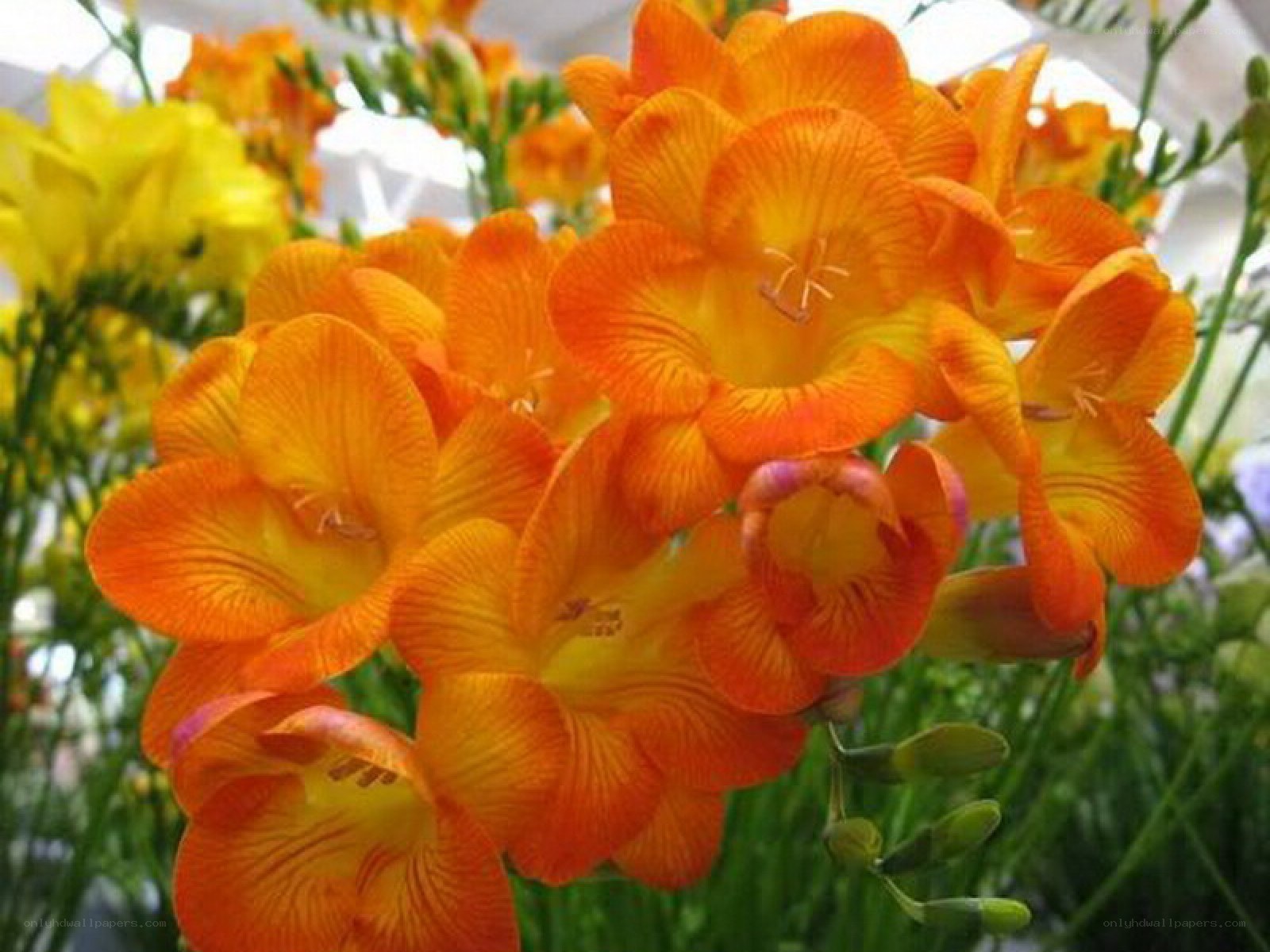 vibrant orange freesia flowers