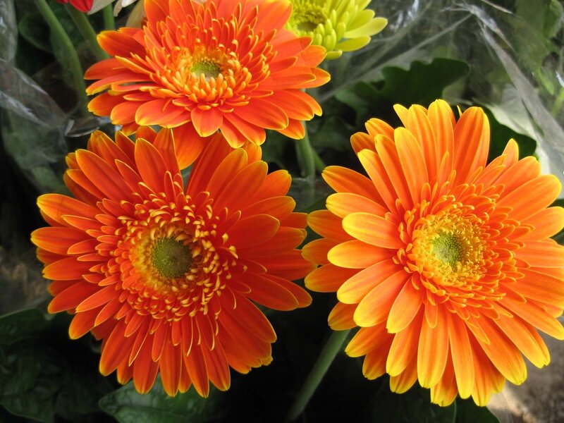 vibrant orange gerbera daisies