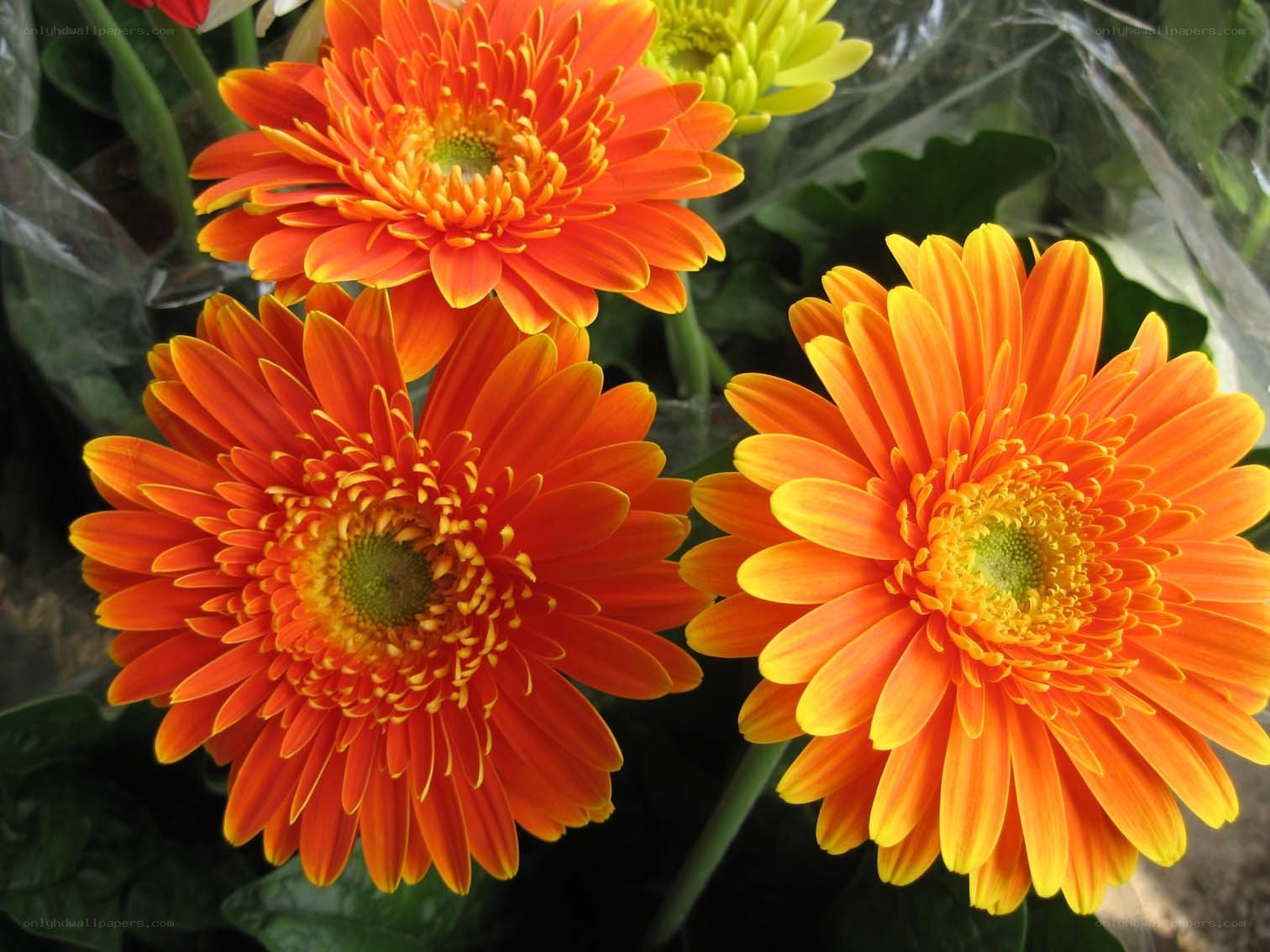 vibrant orange gerbera daisies