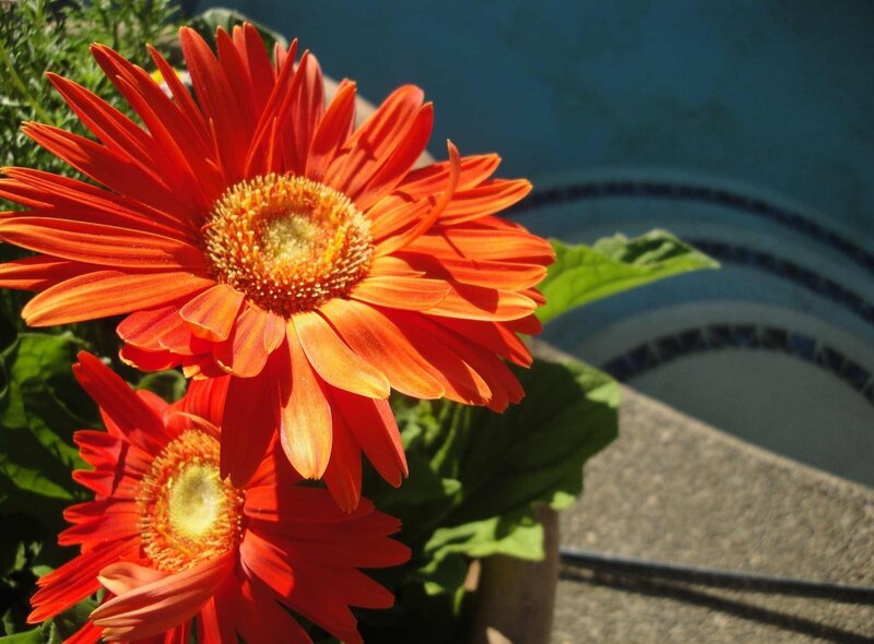 Vibrant orange gerbera daisies