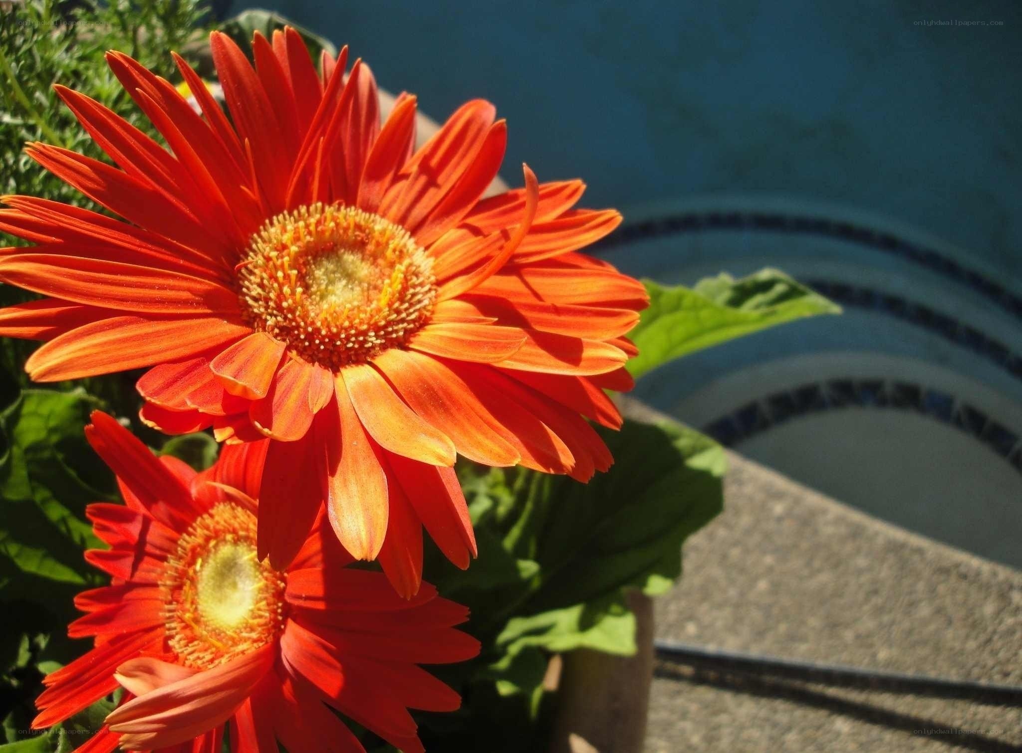 Vibrant orange gerbera daisies