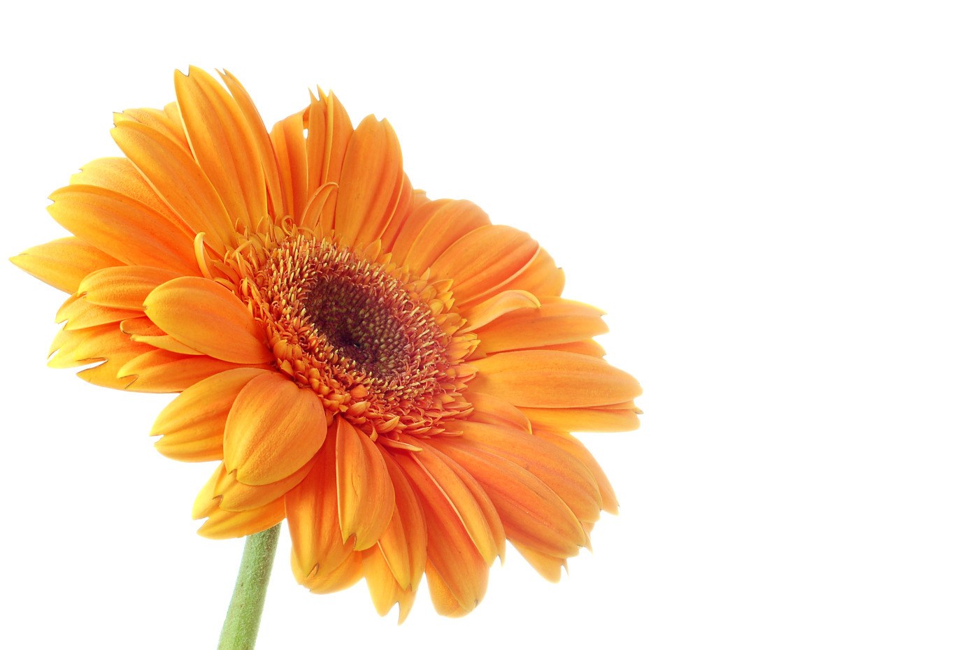 vibrant orange gerbera daisy