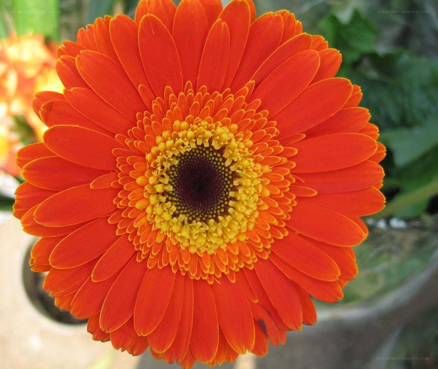 vibrant orange gerbera daisy