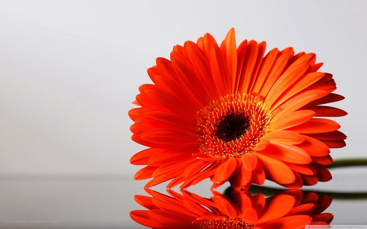 vibrant orange gerbera daisy